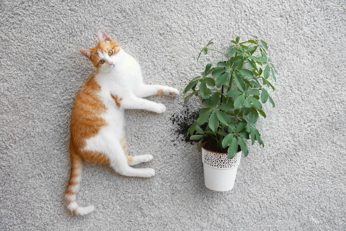 5 plantas seguras para ter como pets - Imagem Canva Pró