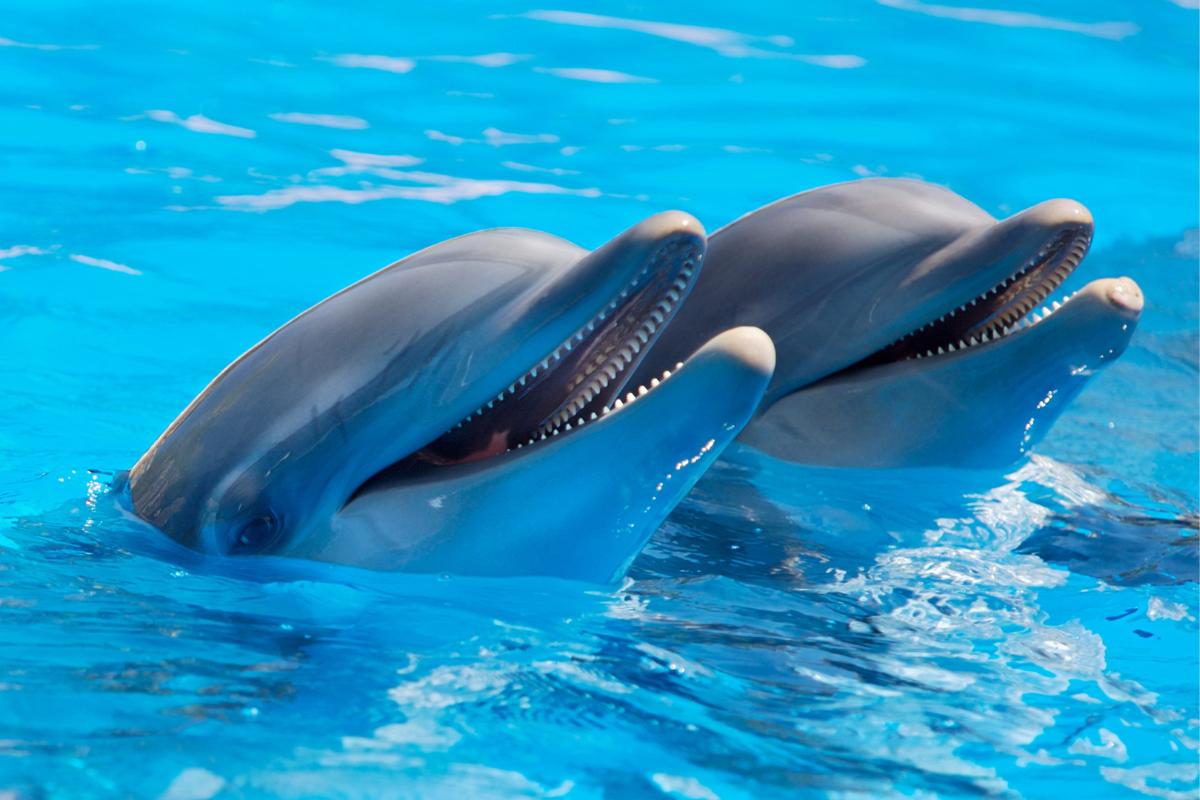 A beleza e inteligência do golfinho: conheça mais sobre esses animais
