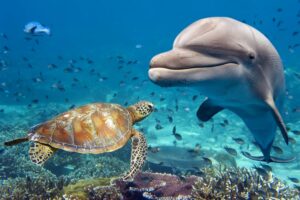 A beleza e inteligência do golfinho: conheça mais sobre esses animais - Imagem Canva PróA beleza e inteligência do golfinho: conheça mais sobre esses animais - Imagem Canva Pró