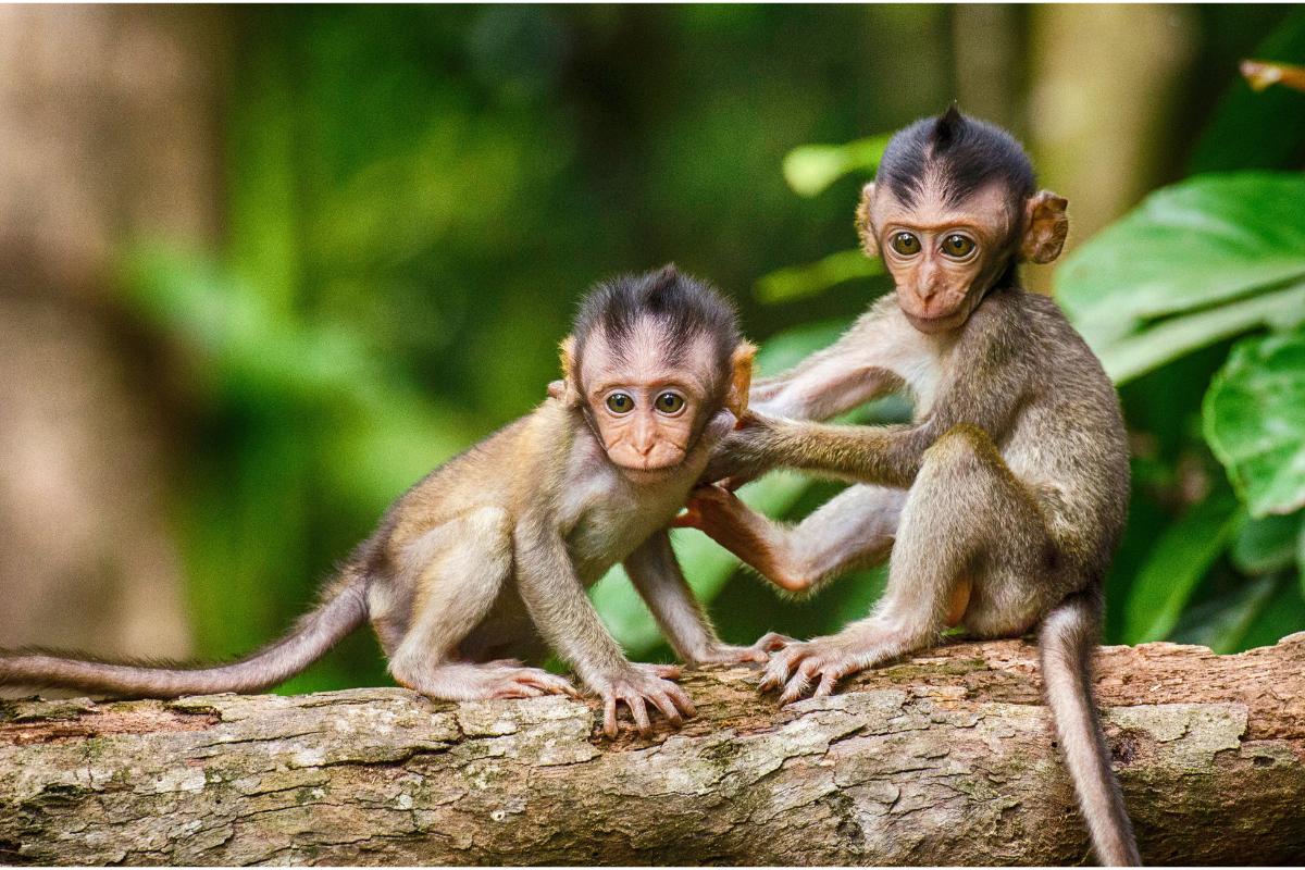O fascinante mundo dos macacos