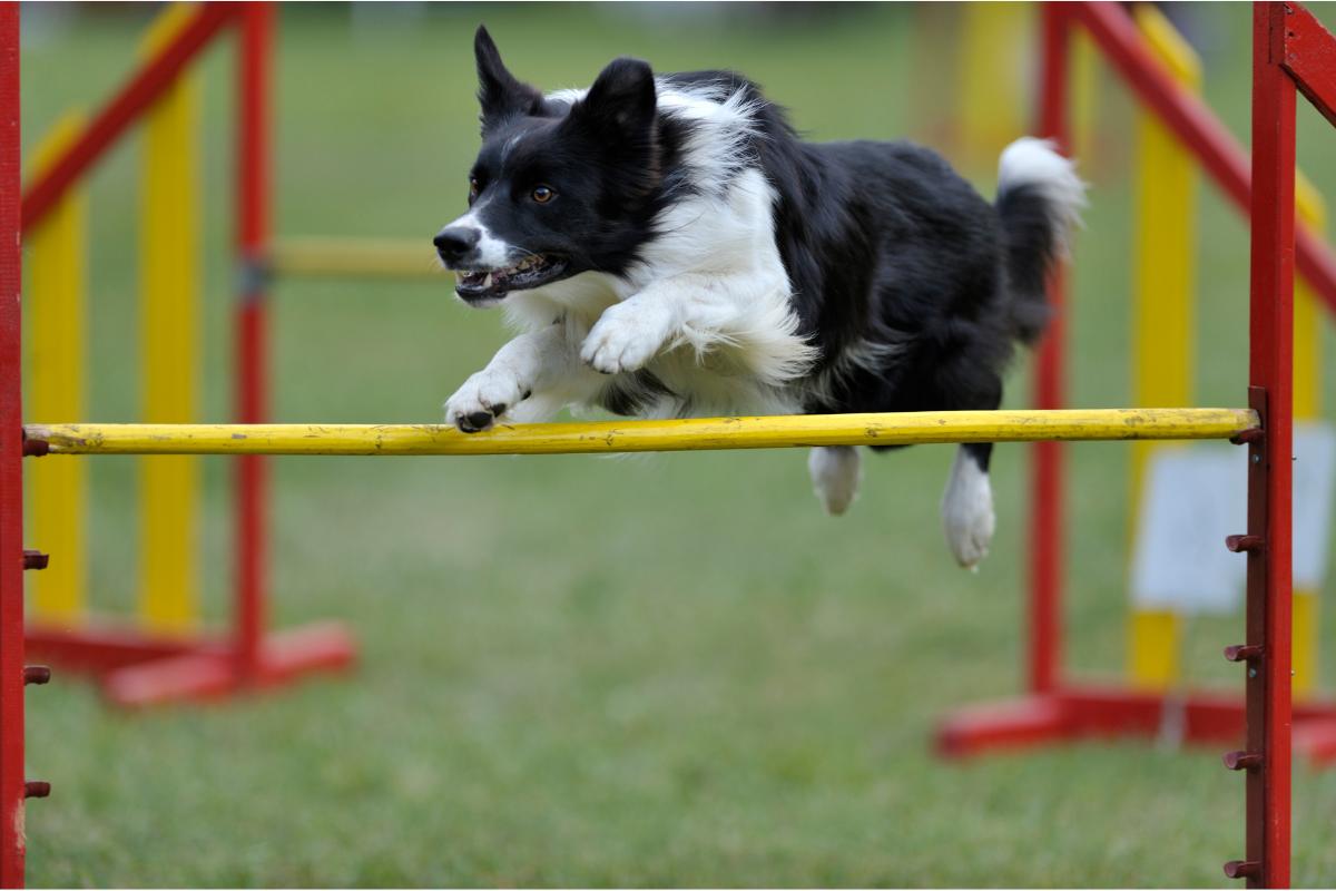 Border Collie: conheça a raça de cachorro mais inteligente do mundo