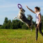 Border Collie: conheça a raça de cachorro mais inteligente do mundo - Imagem Canva Pró