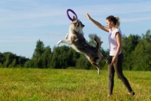 Border Collie: conheça a raça de cachorro mais inteligente do mundo - Imagem Canva Pró