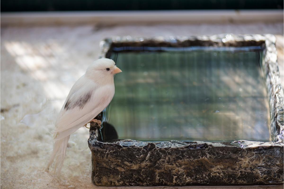 Canário-belga: conheça a raça de pássaro mais popular