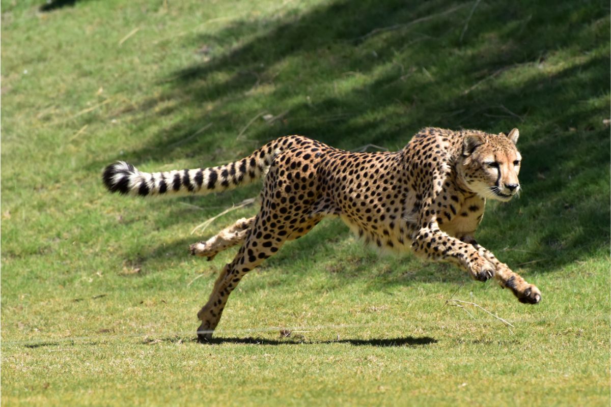 Animais mais rápidos do mundo: conheça os recordistas de velocidade - Imagem Canva Pró