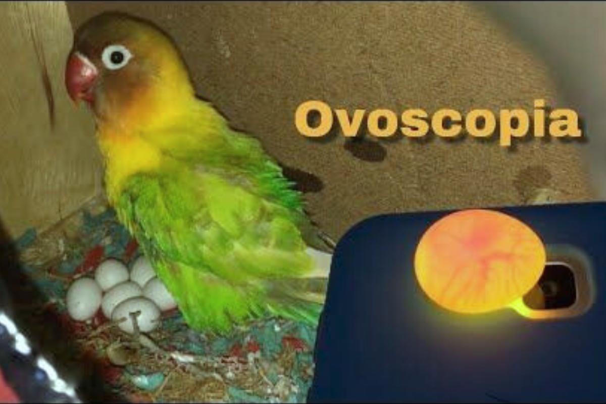 Entenda o processo de ovoscopia e seus benefícios para avicultura - Imagem Canva Pró