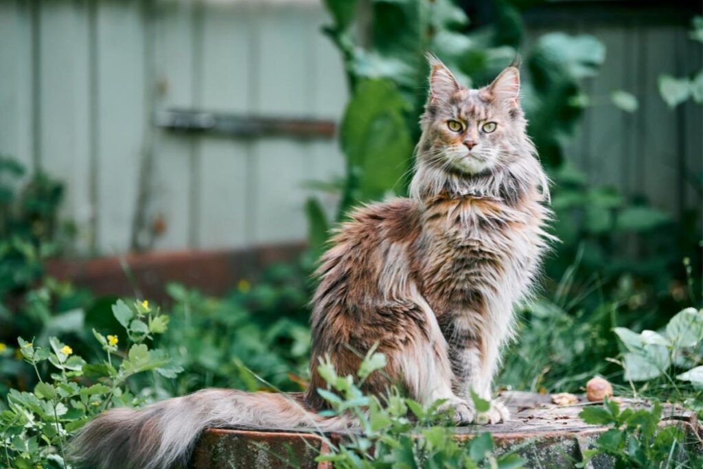 Gatos exóticos: conheça algumas dessas raças - Imagem Canva Pró