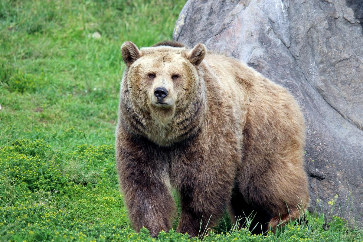 Conheça o urso grolar: uma mistura entre o urso polar e o urso pardo