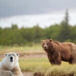 Conheça o urso grolar: uma mistura entre o urso polar e o urso pardo - Imagem Canva Pró