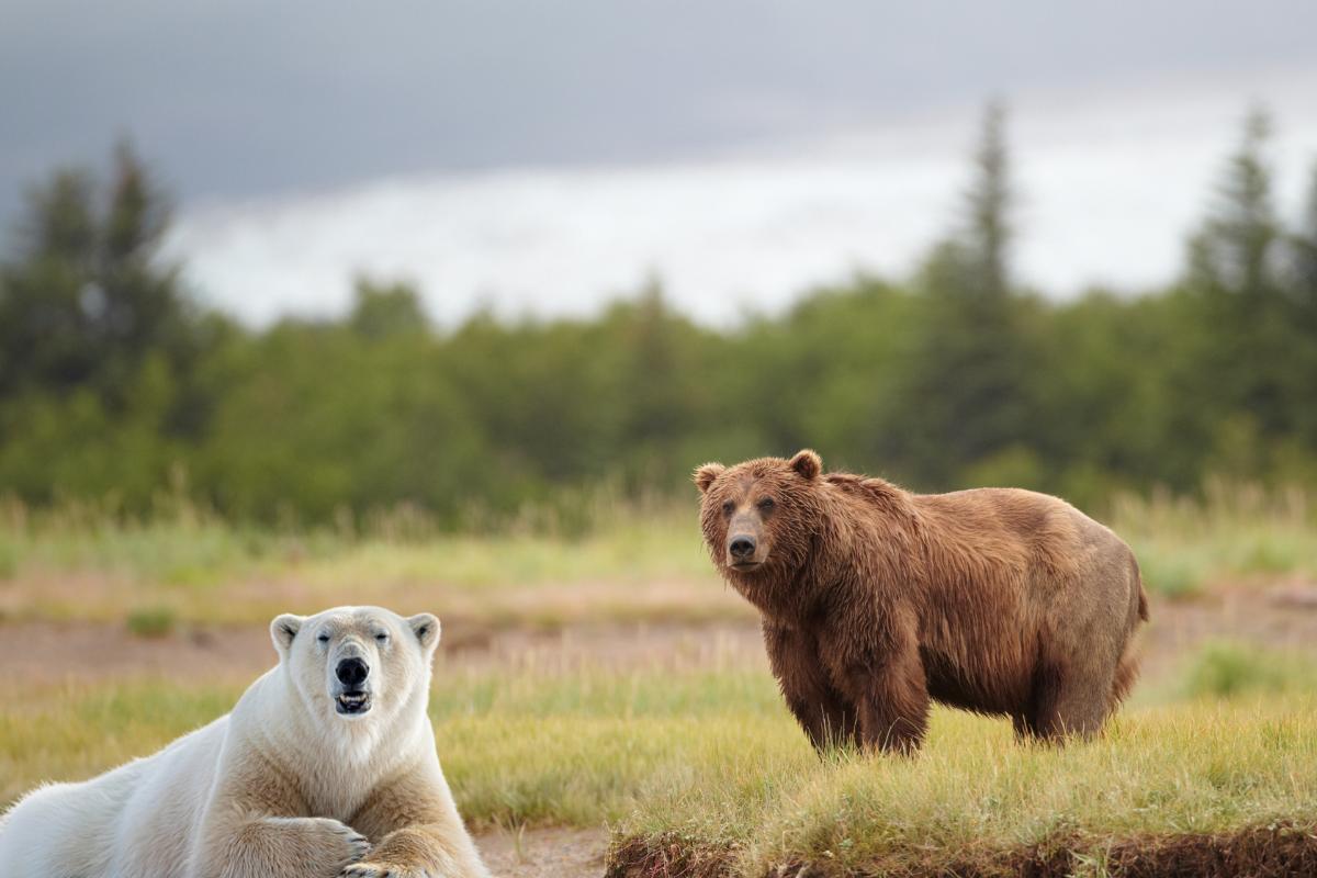 Conheça o urso grolar: uma mistura entre o urso polar e o urso pardo - Imagem Canva Pró
