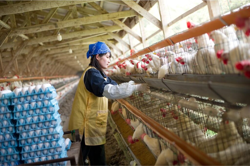 Veja alguns dos aspectos mais importantes da avicultura