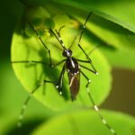 Plantas repelentes contra o Aedes aegypt - Imagem Canva Pró