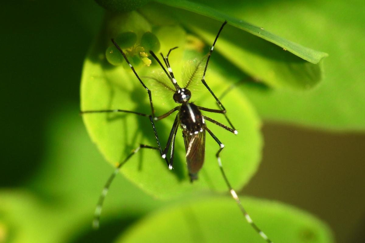 Plantas repelentes contra o Aedes aegypt - Imagem Canva Pró