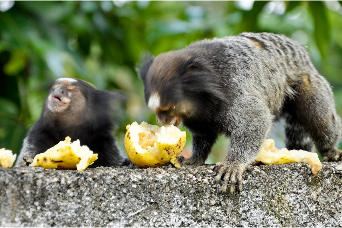 Os saguis: conheça mais sobre esses primatas adoráveis - Imagem Canva Pró