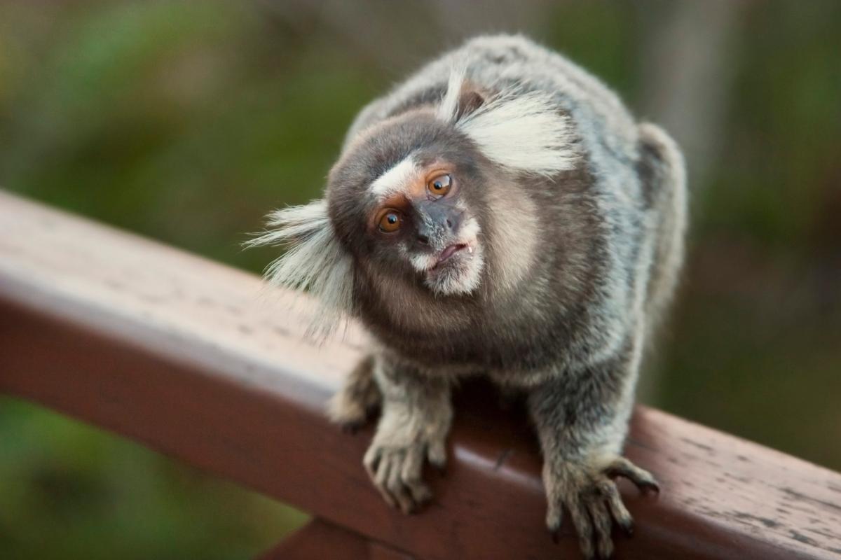 Os saguis: conheça mais sobre esses primatas adoráveis - Imagem Canva Pró