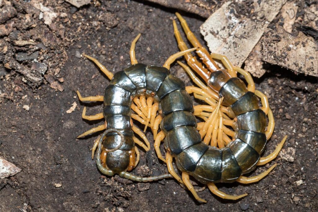 A vida das centopeias: curiosidades e fatos interessantes - Imagem Canva Pró