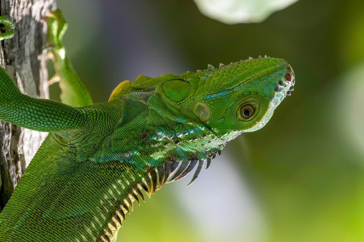 Exemplos De Animais Que Não Cuidam Dos Filhotes