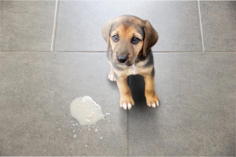 As causas da regurgitação em cachorros e o que você pode fazer - Imagem Canva Pró