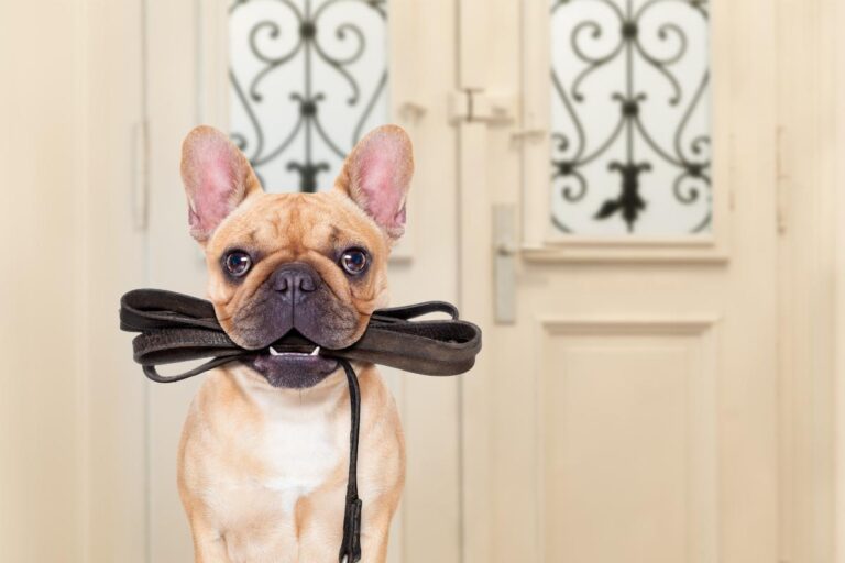 Melhores horários para passear com seu cachorro - Imagem Canva Pró