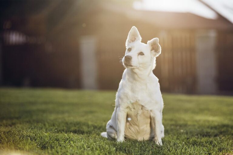 Sintomas de velhice em cães - Imagem Canva Pró