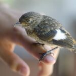 Clamidíase em aves: uma doença comum e perigosa