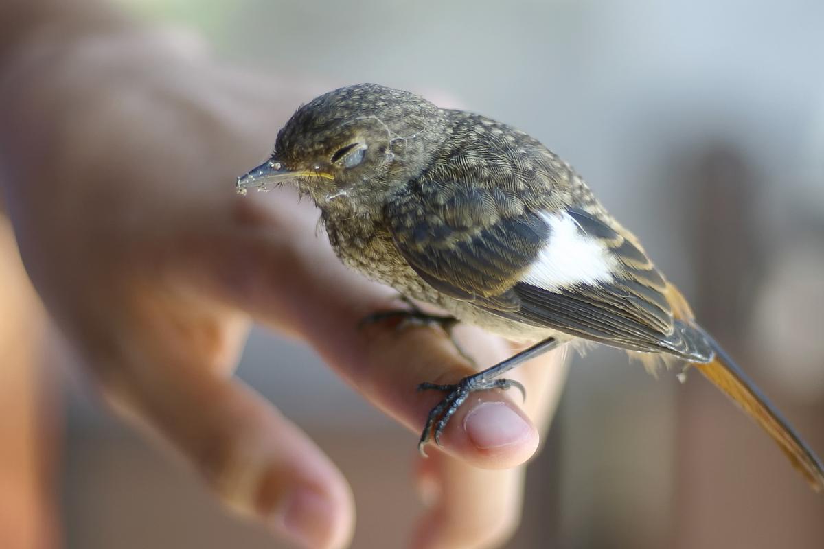 Clamidíase em aves: uma doença comum e perigosa