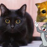 Conheça os nomes mais famosos de gatos - Imagem Canva Pró.