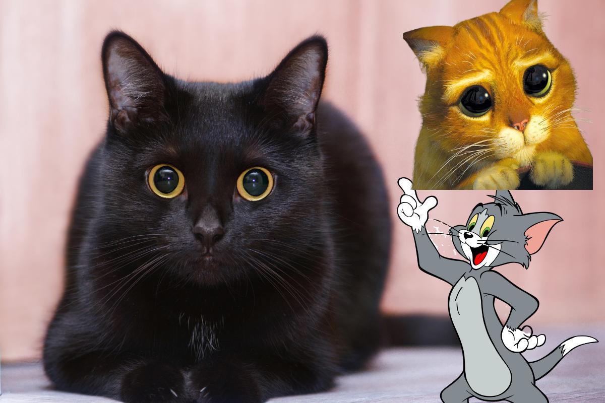 Conheça os nomes mais famosos de gatos - Imagem Canva Pró.