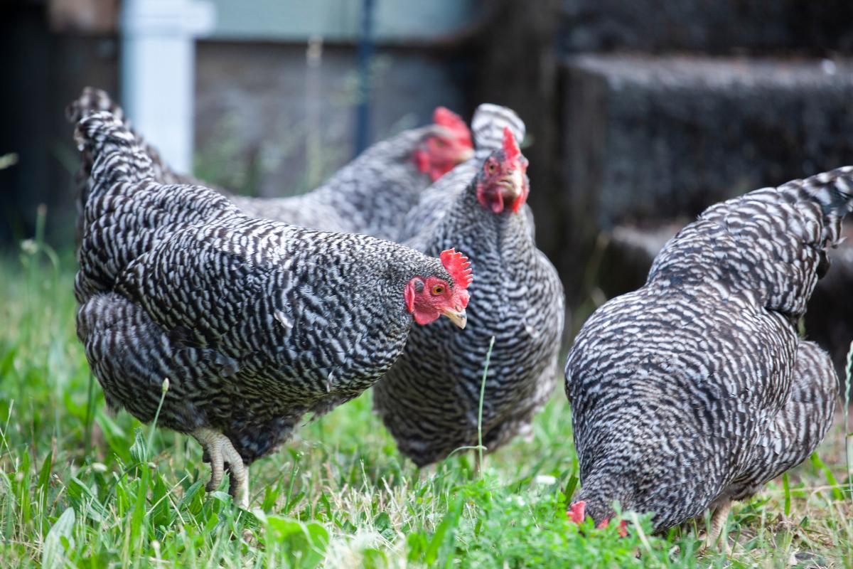 Tipos de galinhas: conheça as raças mais populares