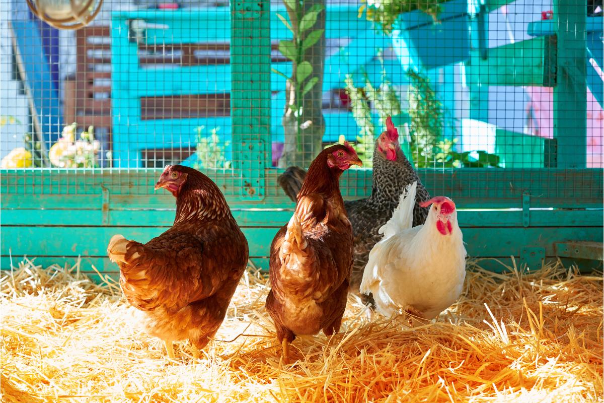 Tipos de galinhas: conheça as raças mais populares - Imagem Canva Pró