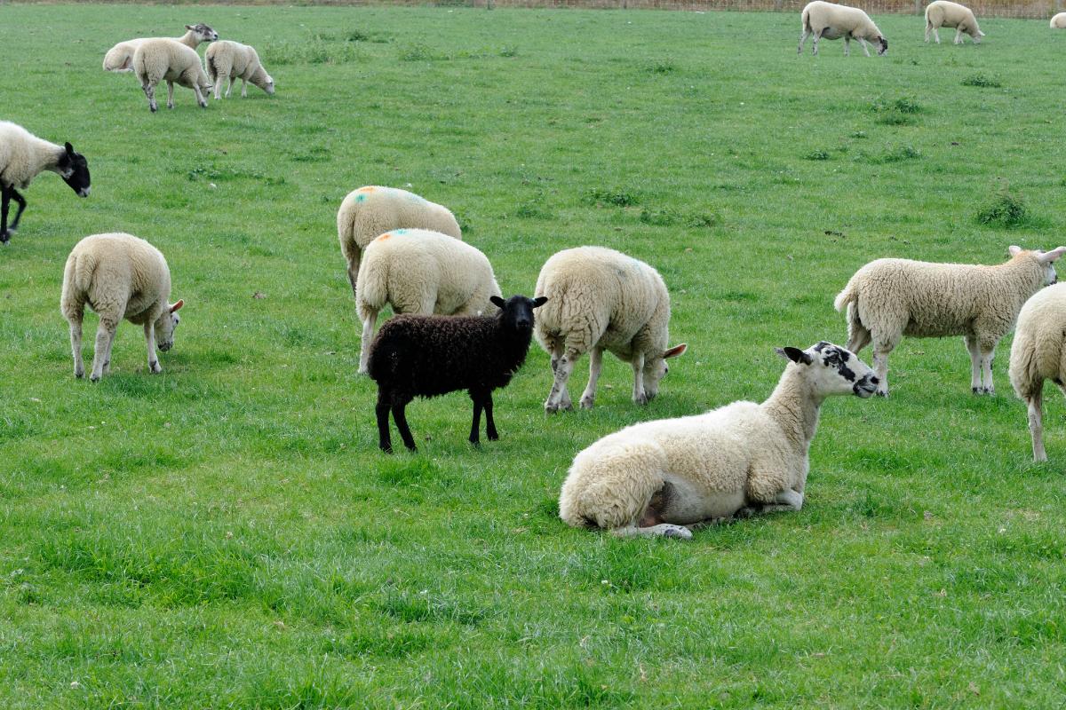 Como criar ovelhas de forma lucrativa: guia completo para iniciantes
