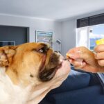 Remédios caseiros para cães - Imagem: Canva pró