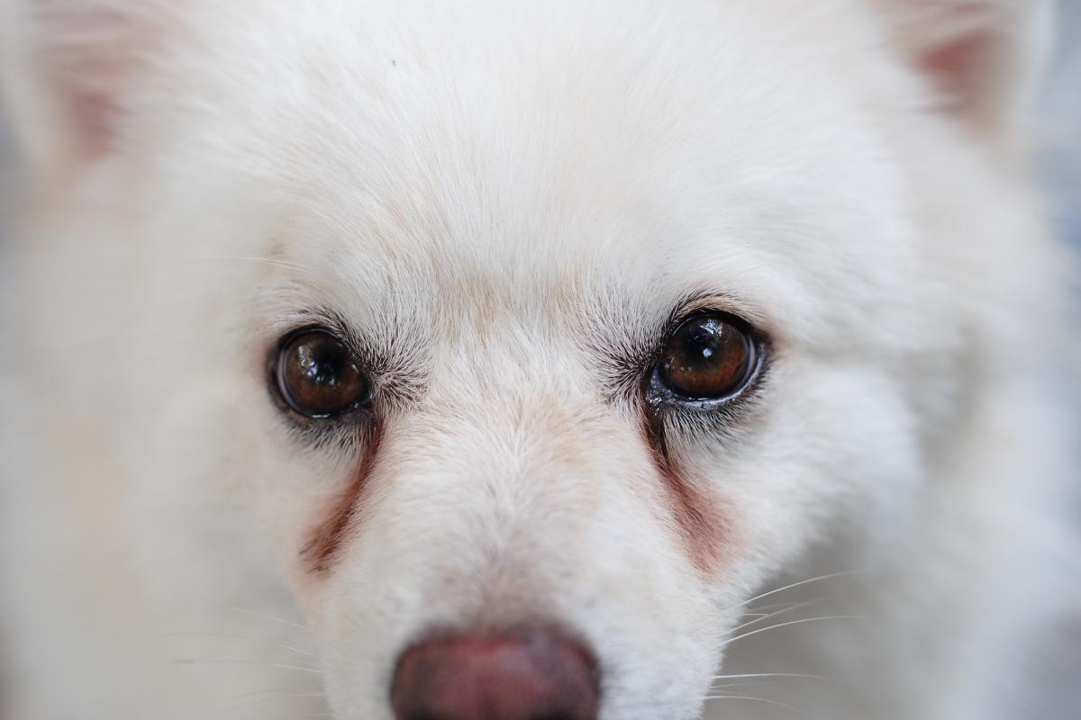 Como tratar e prevenir as manchas de lágrima ácida em cães - Imagem: Canva pró