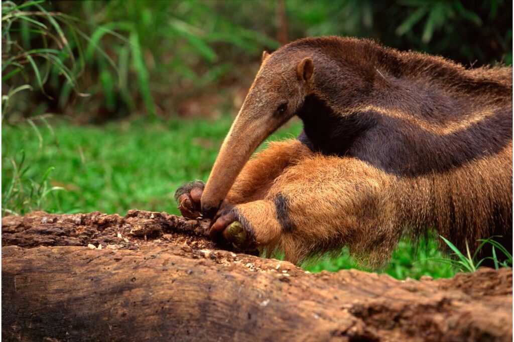 Veja fatos interessantes sobre o tamanduá - Imagem: Canva pró