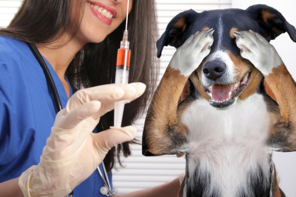 Quais vacinas os cães devem tomar?