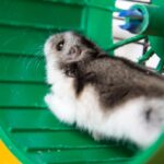 Por que os hamsters adoram correr em suas rodinhas? - Imagem: Canva pró