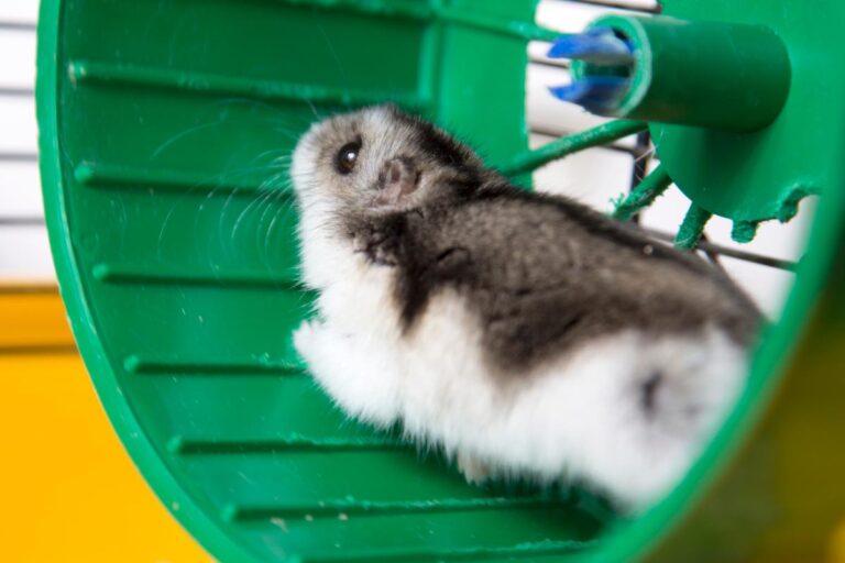 Por que os hamsters adoram correr em suas rodinhas? - Imagem: Canva pró