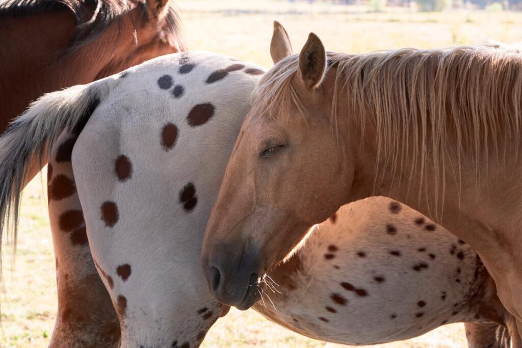 Como os cavalos conseguem dormir em pé? - Imagem: Canva pró