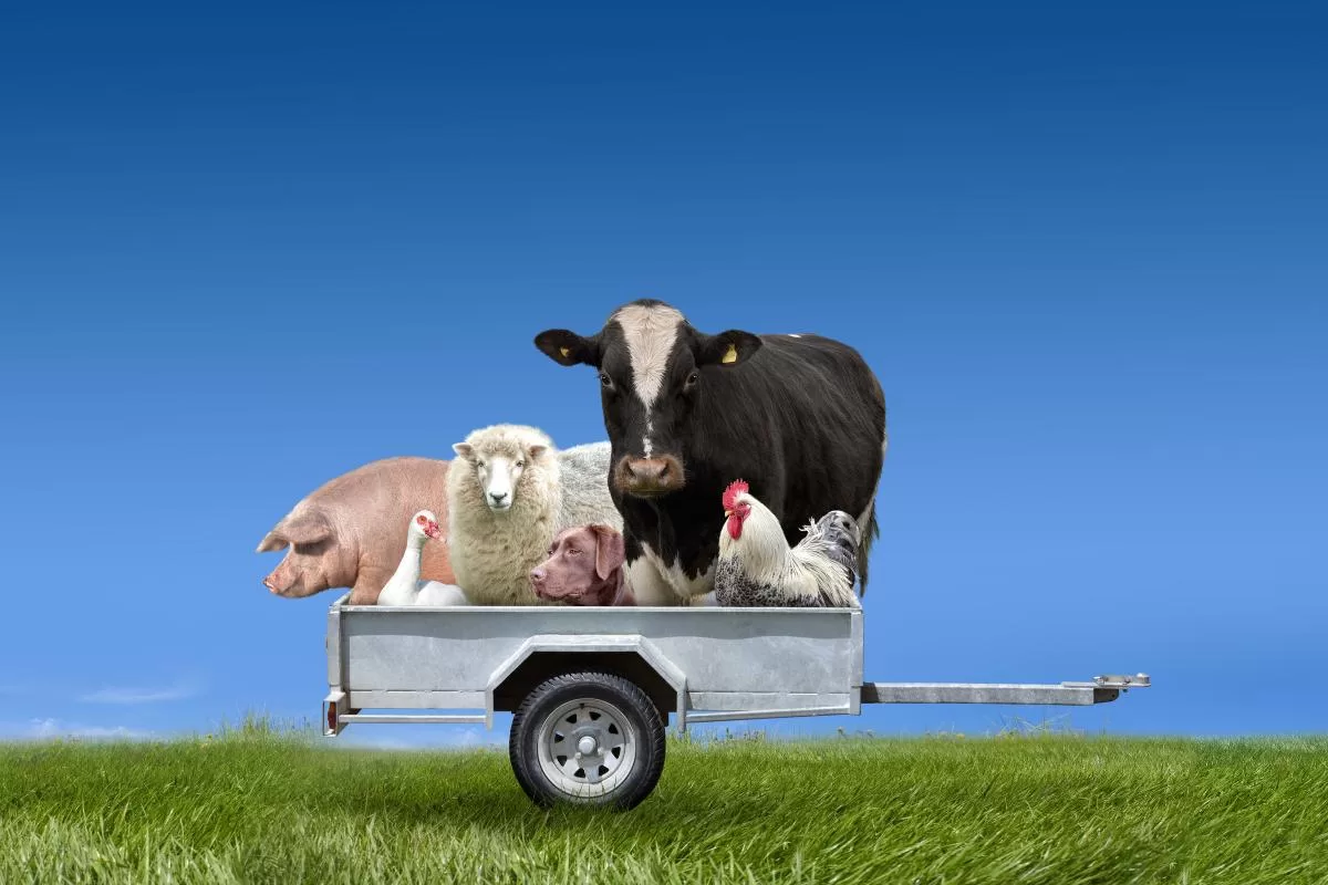Como os animais ajudam na produção de alimentos? - Imagem: Canva pró