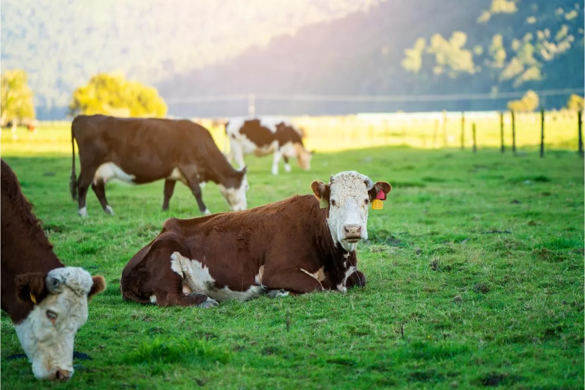 Como garantir o bem-estar dos animais de fazenda?