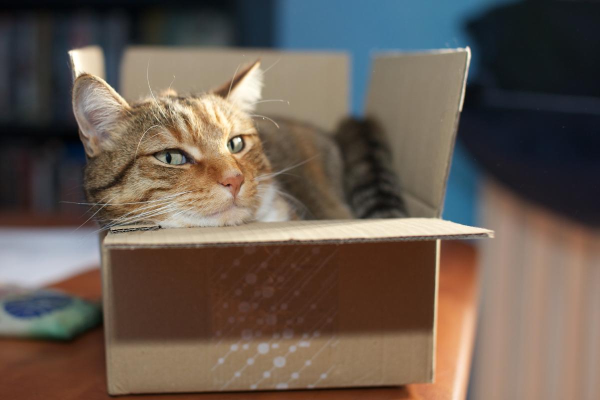 Por que os gatos adoram caixas? - Imagem: Canva pró