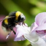 Qual é a relação entre as abelhas e as orquídeas? - Imagem: Canva pró