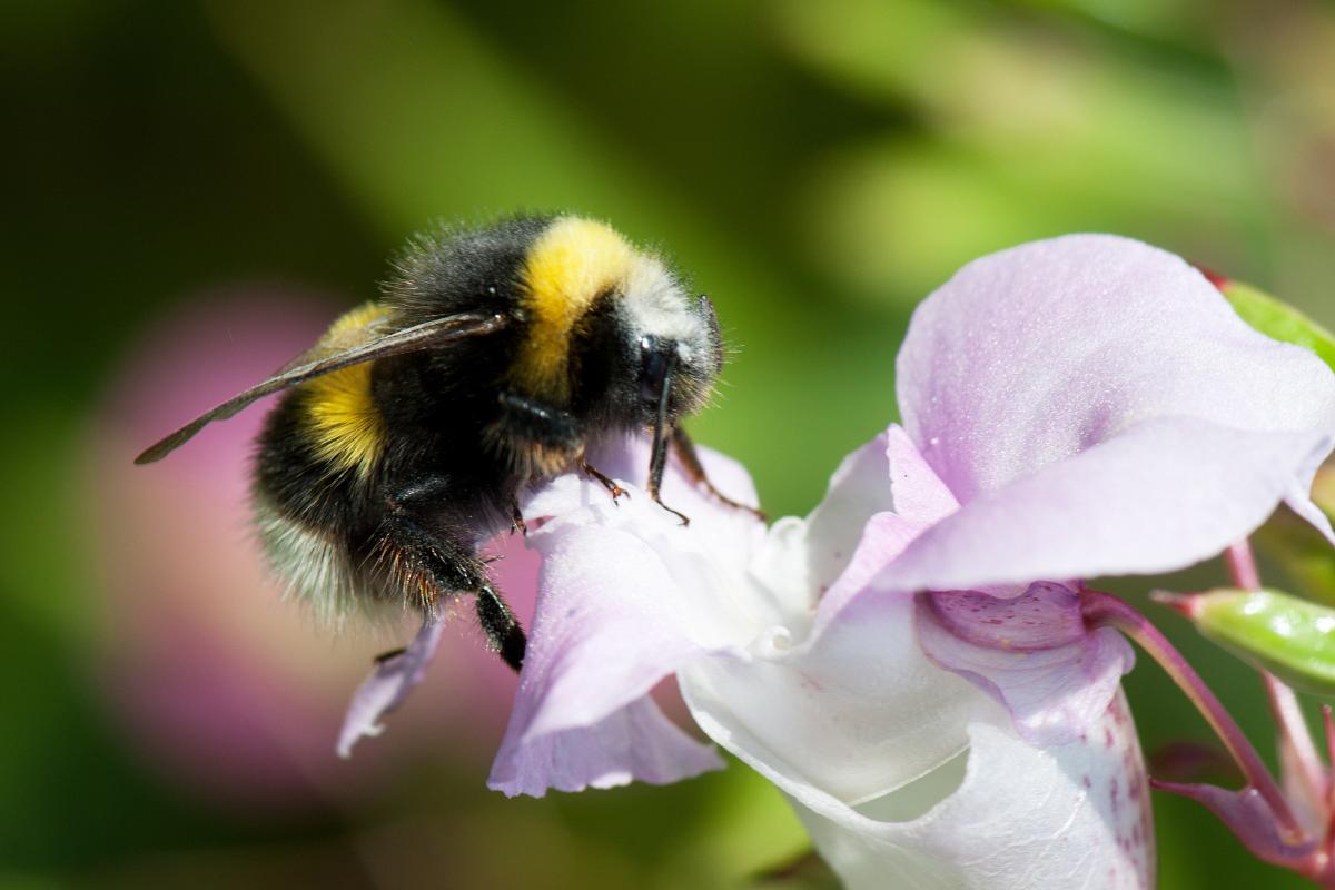 Qual é a relação entre as abelhas e as orquídeas? - Imagem: Canva pró