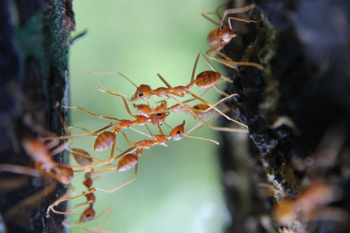 As formigas dormem? Se sim, como é o sono delas?