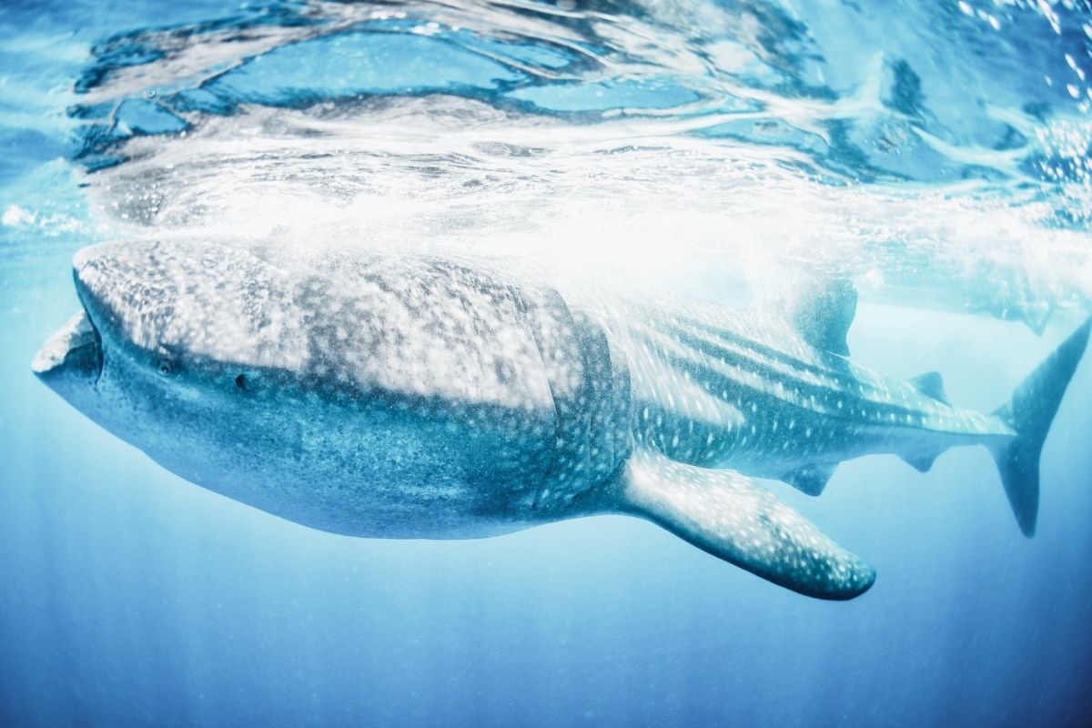 Curiosidades sobre o tubarão-baleia - Imagem Canva Pró