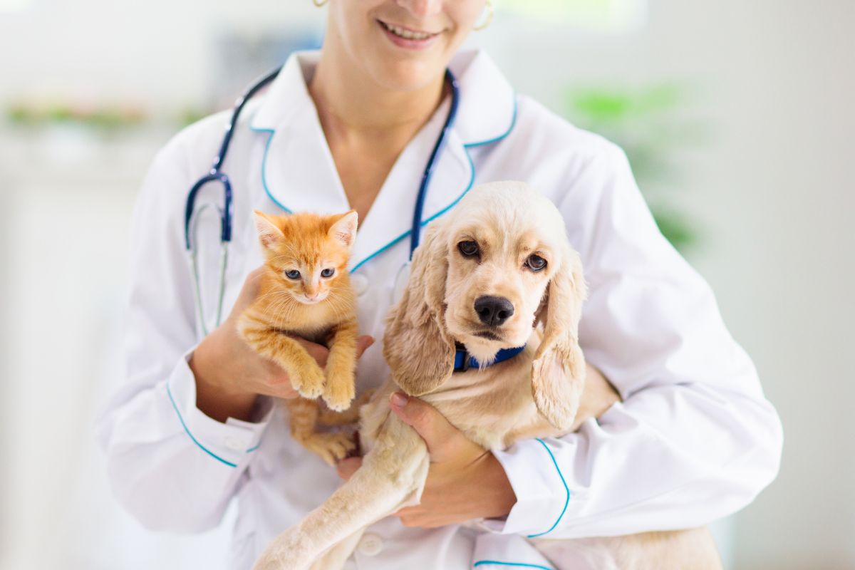 Benefícios da castração para a saúde de cachorros e gatos - Imagem Canva Pró