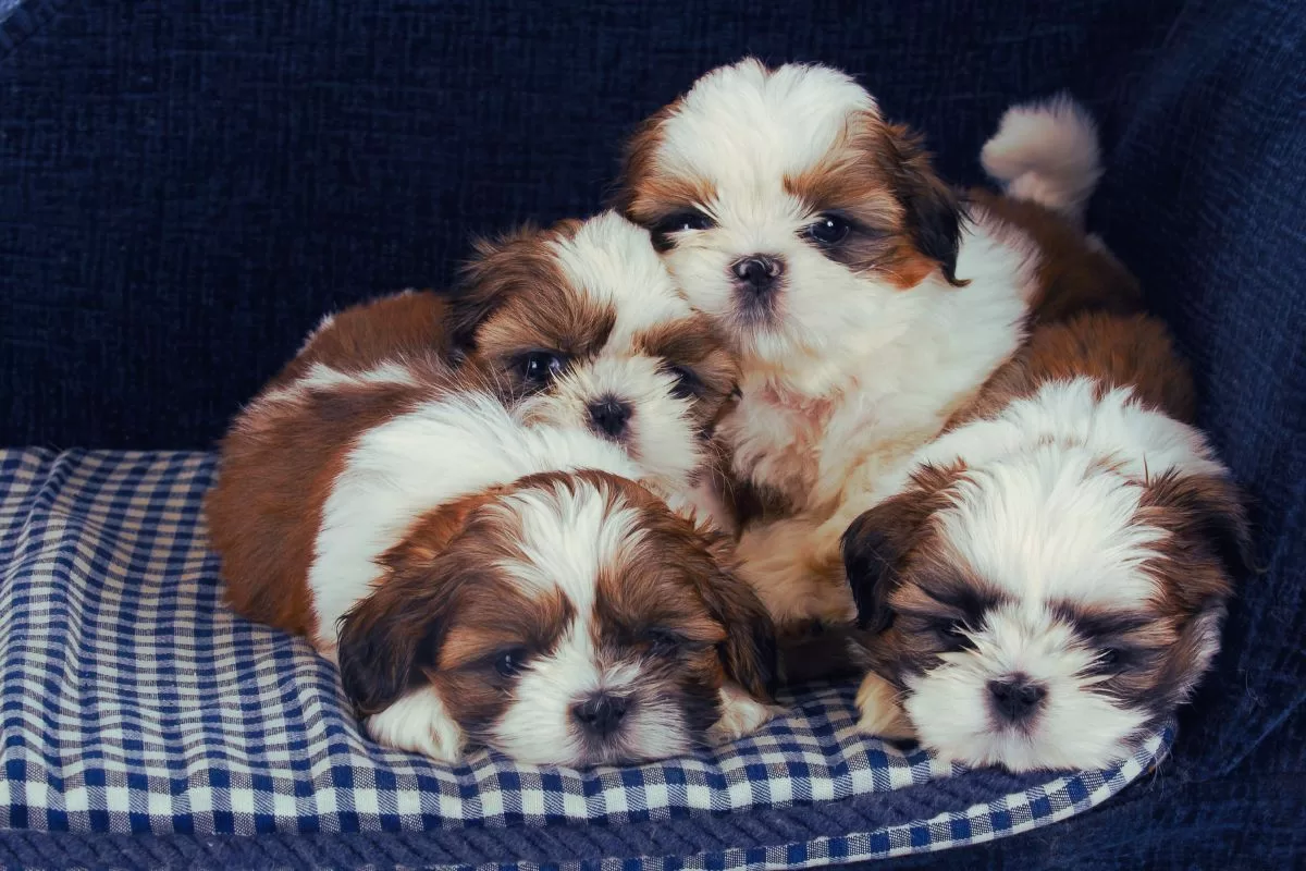 Qual a diferença entre Shih Tzu americano e europeu? - Imagem Canva Pró