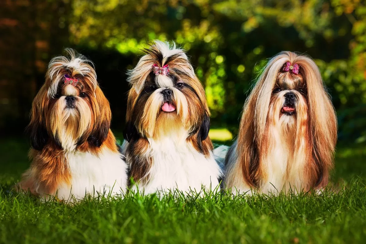 Qual a diferença entre Shih Tzu americano e europeu? - Imagem Canva Pró