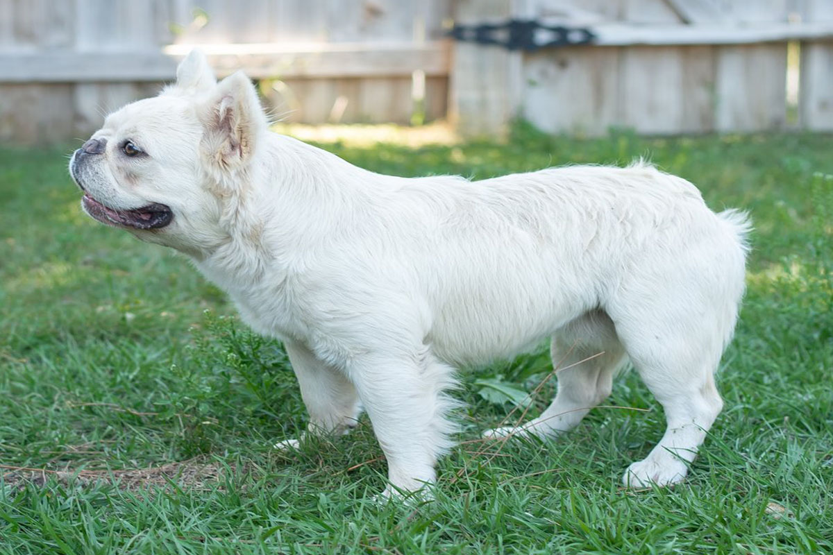 Buldogue francês Fluffy: uma raça de cachorro que conquista corações - Imagem Canva Pró