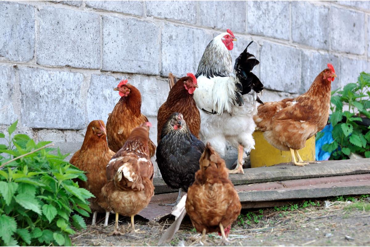 Problemas com piolho de galinha: como lidar com essa praga -Imagem: Canva pró'